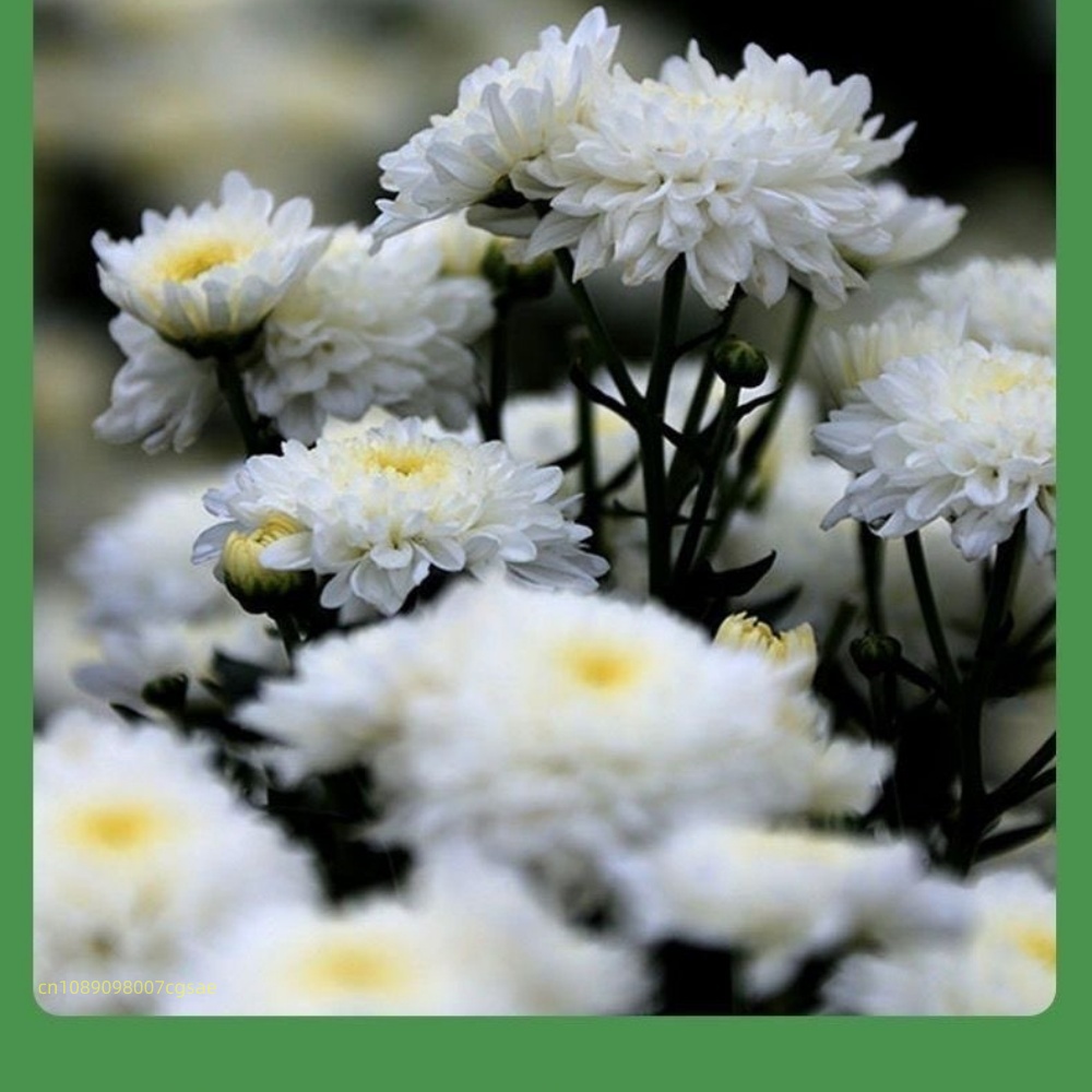 Naturalne suszone kwiaty - Kwi – Candle Making And Perfume recenzja i cena